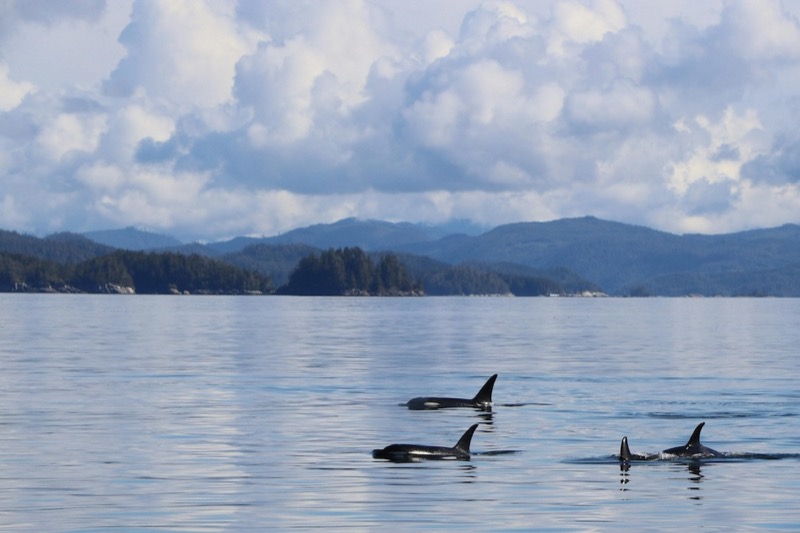 Orcas in the strait